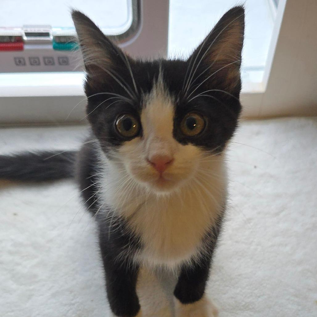 Schrodingpurr, Adoptable, Kitten Male American Shorthair.