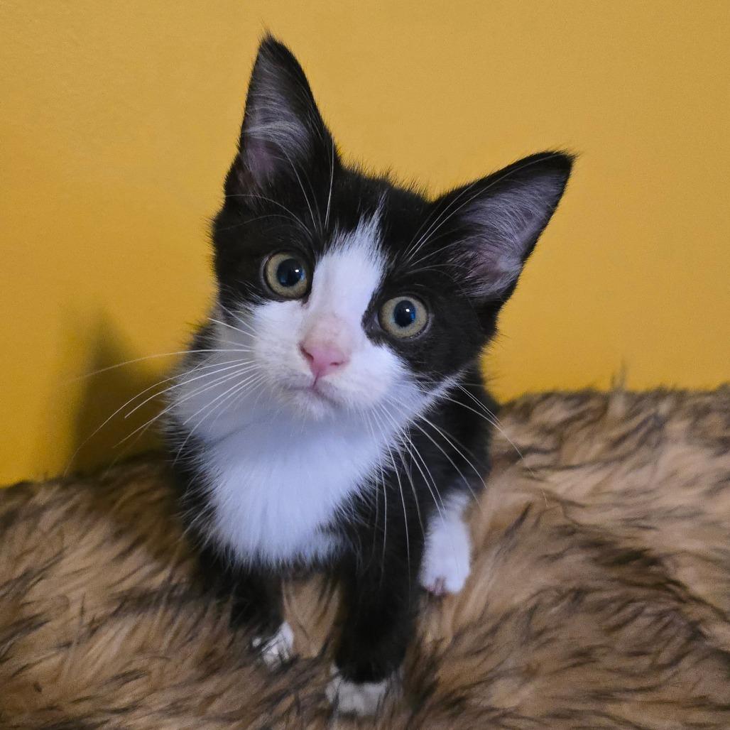 Enlarge Schrodingpurr, a Adoptable American Shorthair in Danville, KY image 2/2