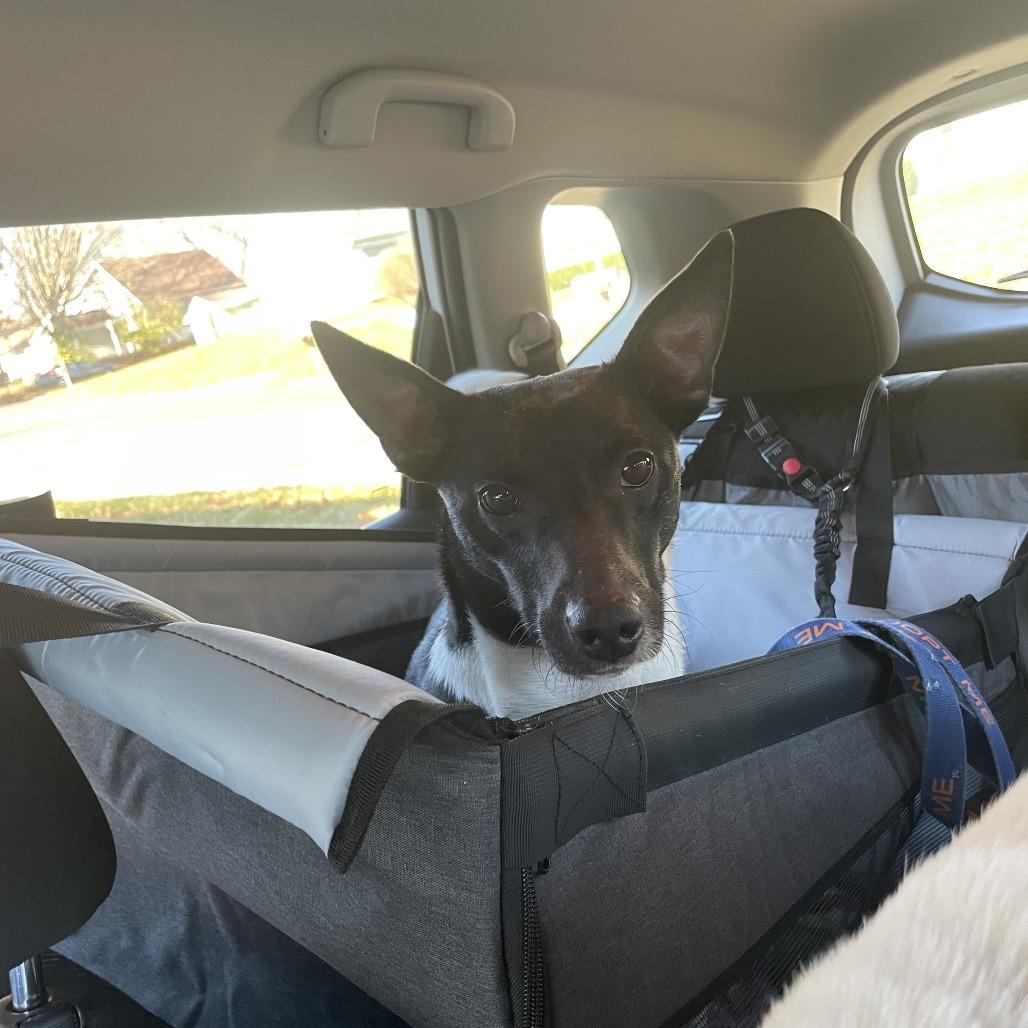 Beth, Adoptable, Adult Female Mixed Breed.