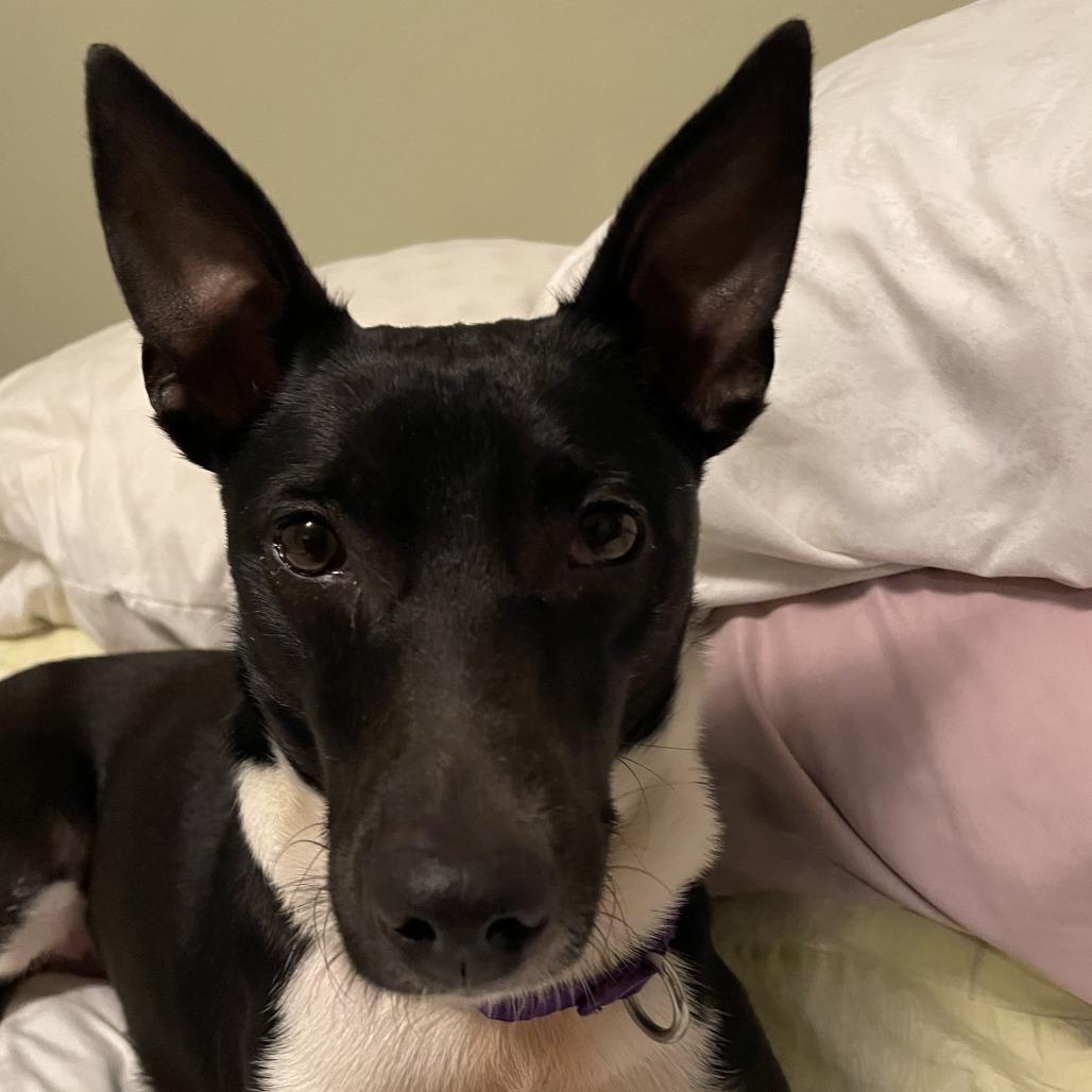 Enlarge Beth, a Adoptable Mixed Breed in Columbia, MO image 2/6