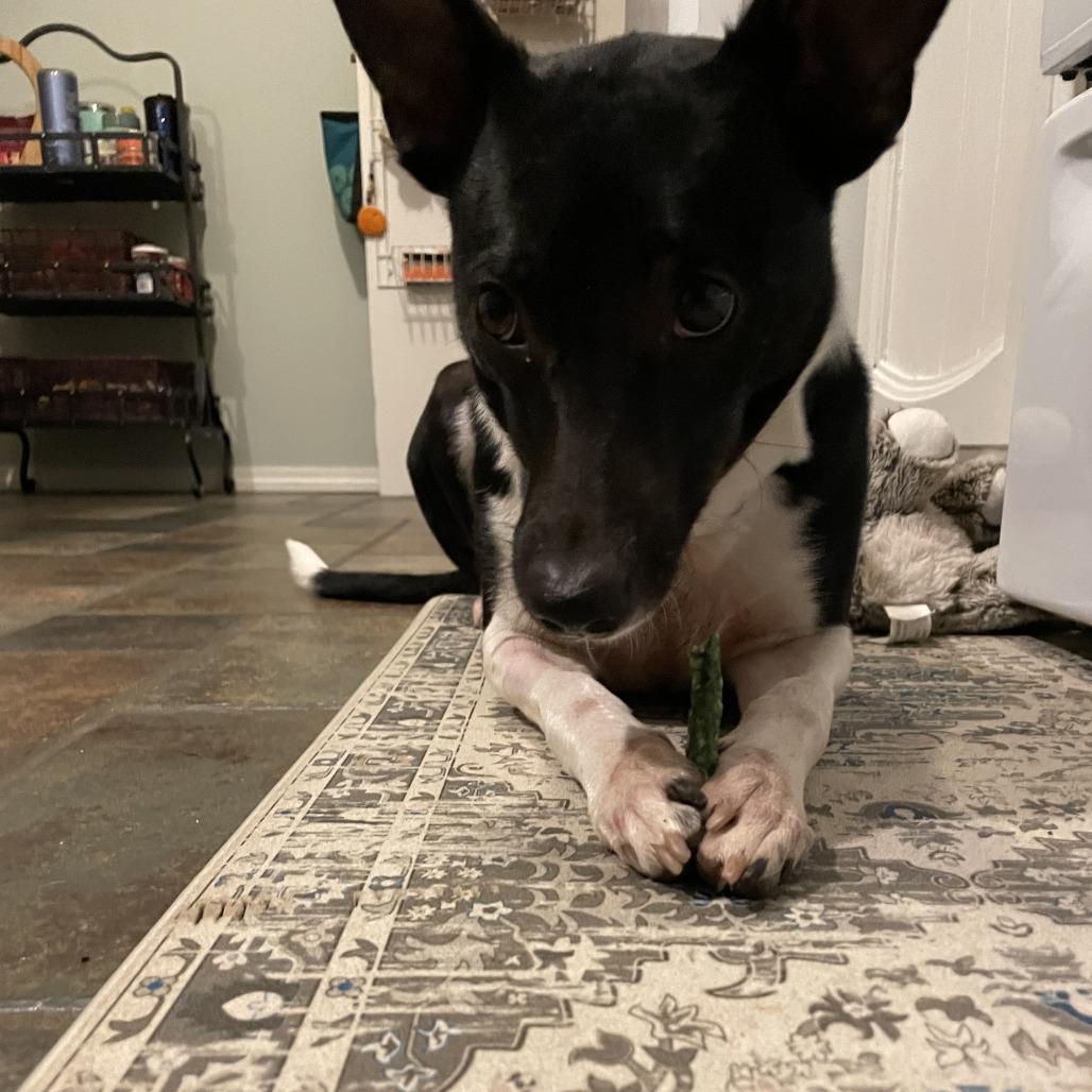 Enlarge Beth, a Adoptable Mixed Breed in Columbia, MO image 3/6