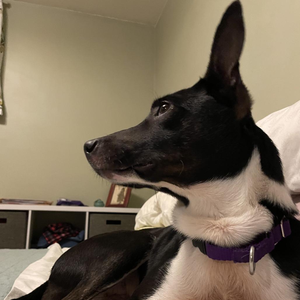 Enlarge Beth, a Adoptable Mixed Breed in Columbia, MO image 5/6