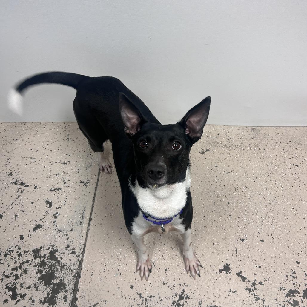 Enlarge Beth, a Adoptable Mixed Breed in Columbia, MO image 6/6