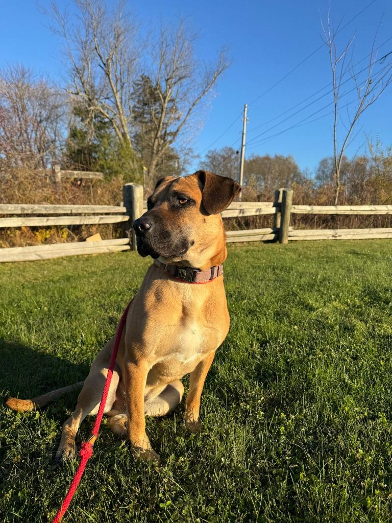 Enlarge Tico, a Adoptable mixed breed in Hudson, NY image 1/5