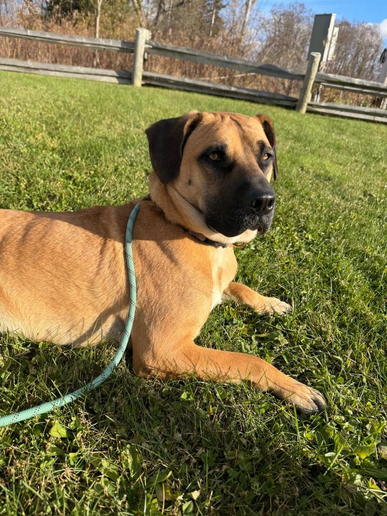 Enlarge Tico, a Adoptable mixed breed in Hudson, NY image 2/5