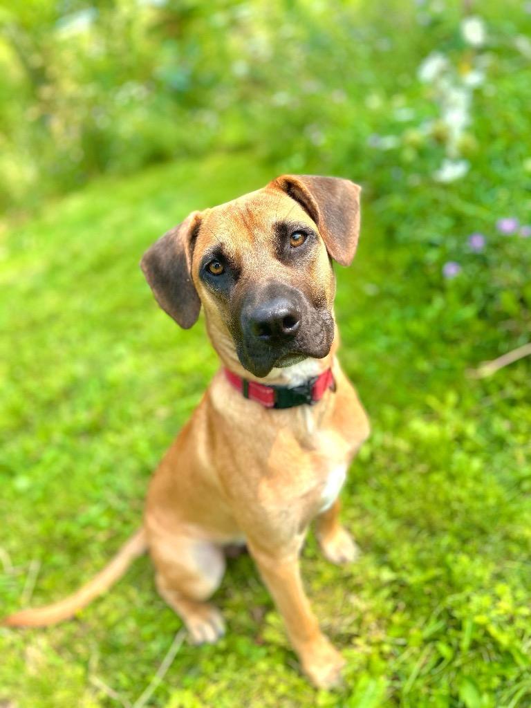 Tico, Adoptable, Young Male Mastiff & Mixed Breed.