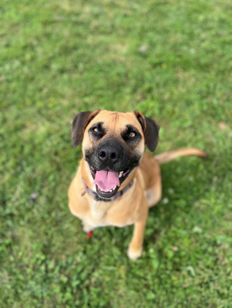 Enlarge Tico, a Adoptable mixed breed in Hudson, NY image 3/5