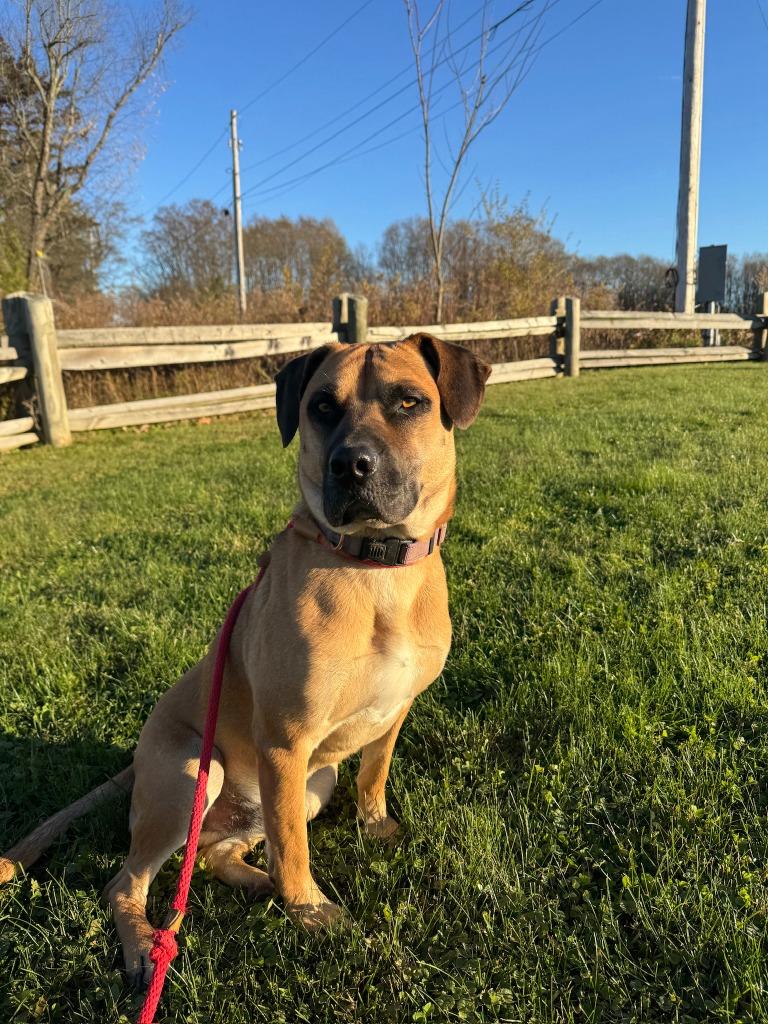 Enlarge Tico, a Adoptable mixed breed in Hudson, NY image 5/5