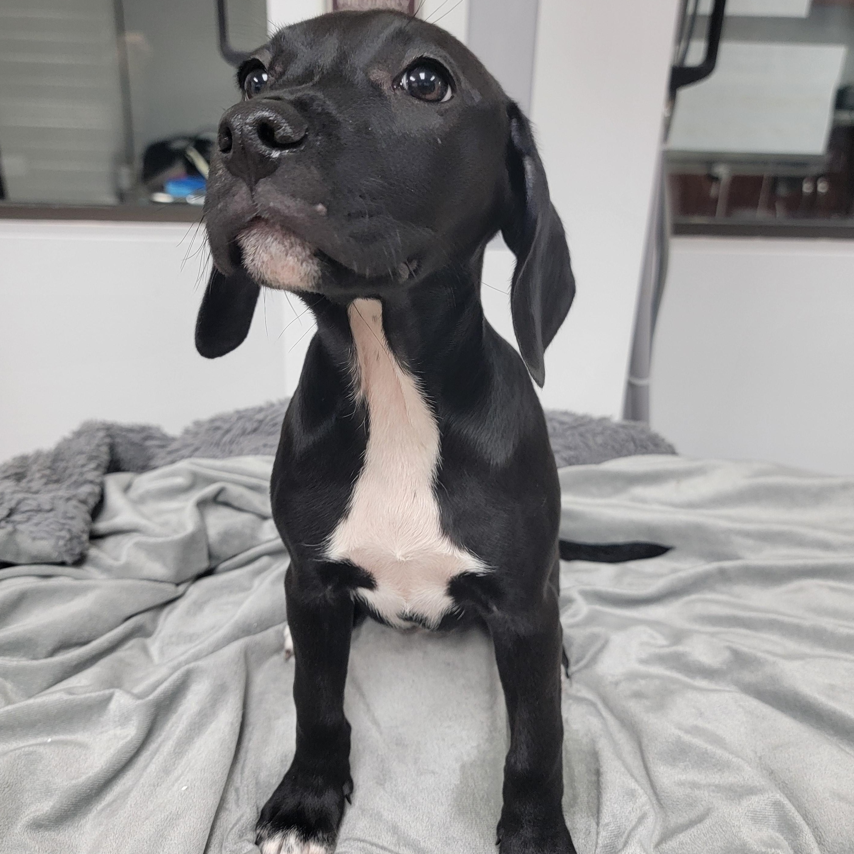 Haven, a ADOPTABLE mixed breed in Joliet, IL image 2/3
