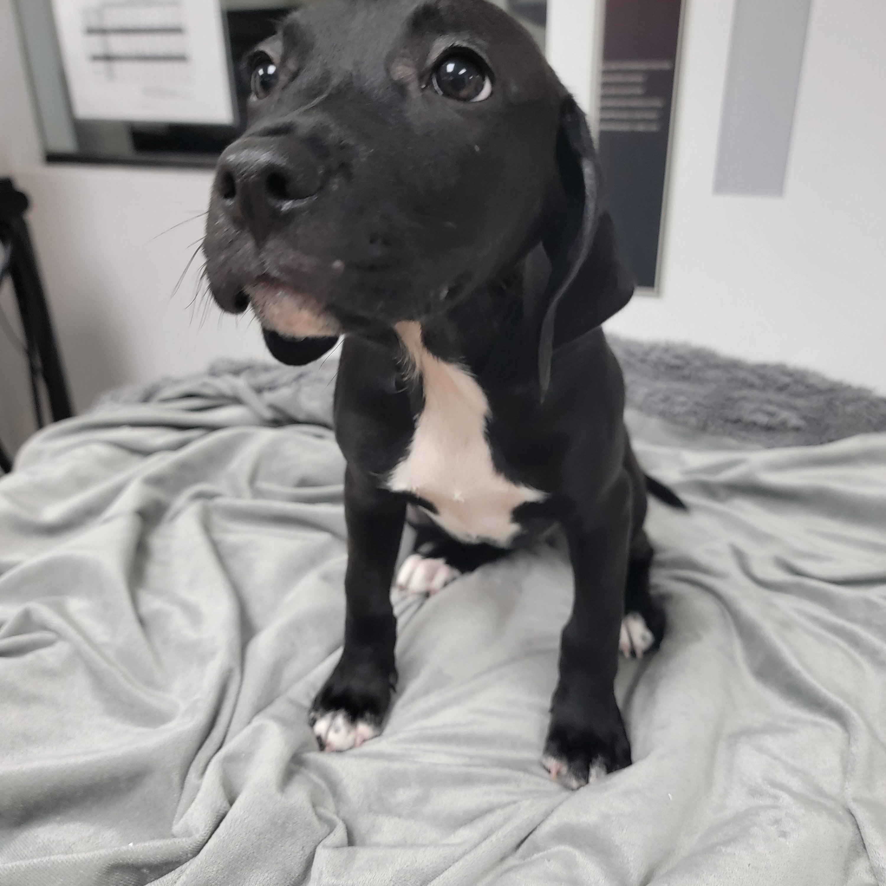 Haven, ADOPTABLE, Puppy Female Pit Bull Terrier.