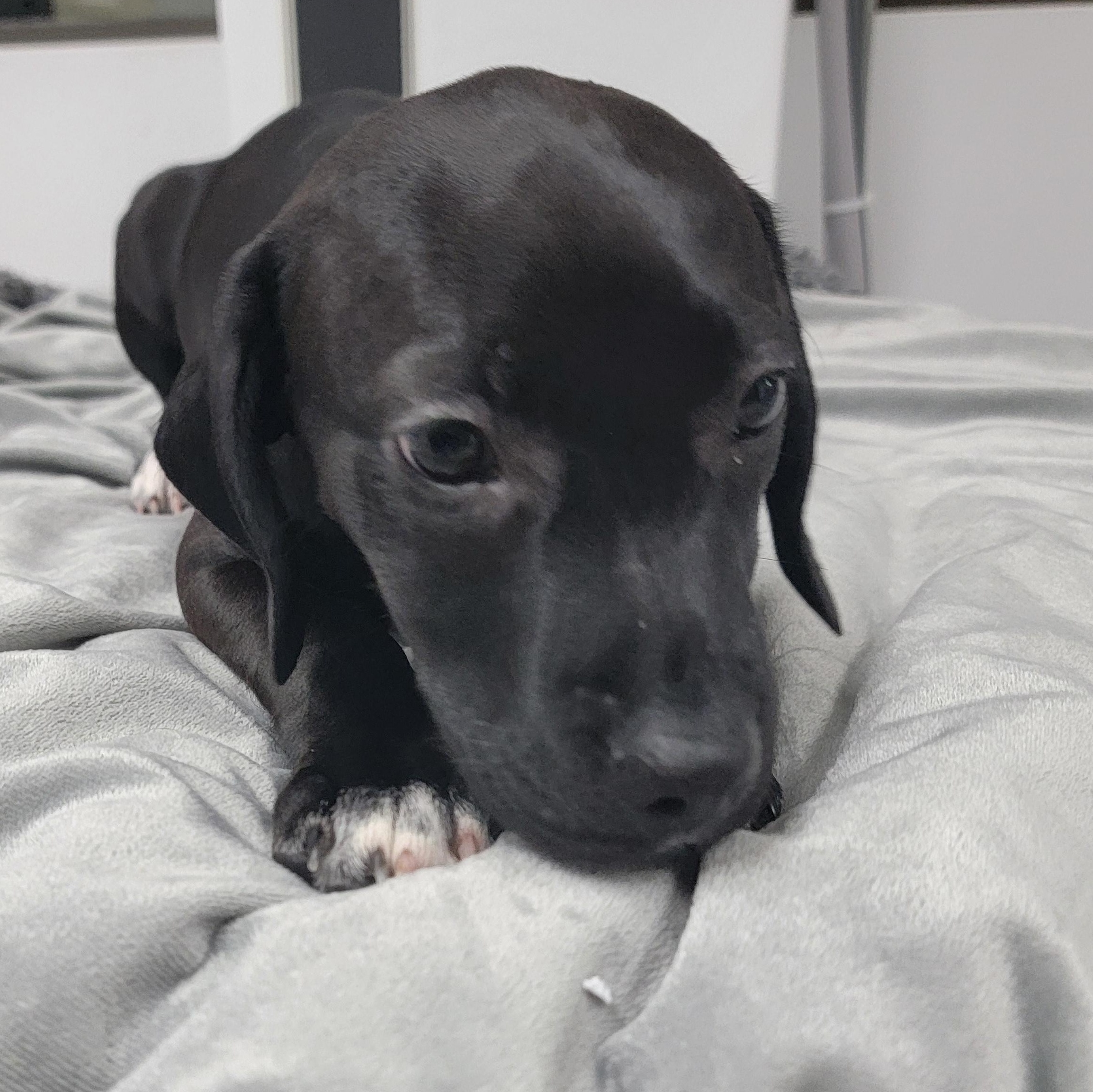 Haven, a ADOPTABLE mixed breed in Joliet, IL image 3/3
