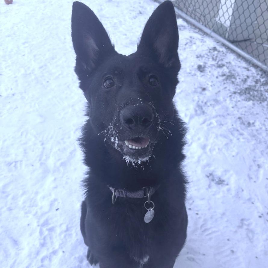 Lilly, Adoptable, Young Female German Shepherd Dog.