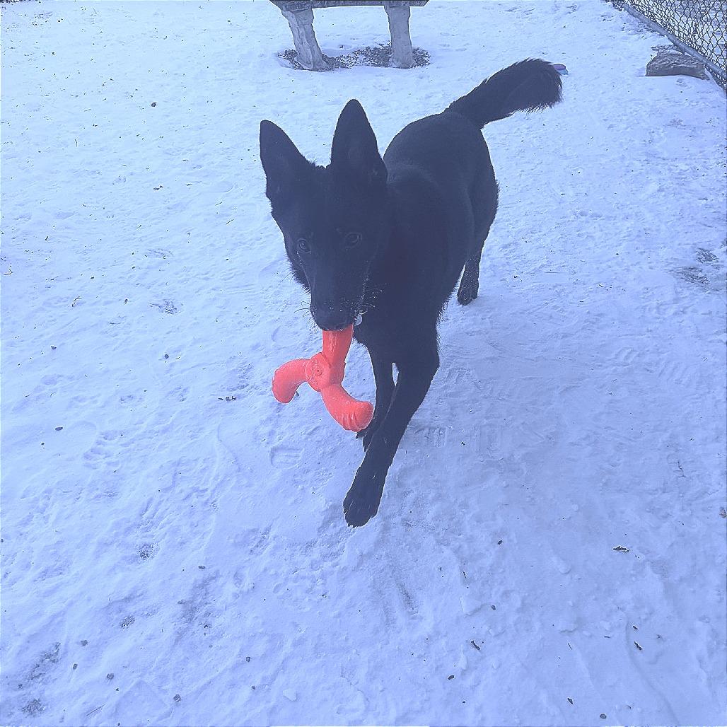 Lilly, Adoptable, Young Female German Shepherd Dog.
