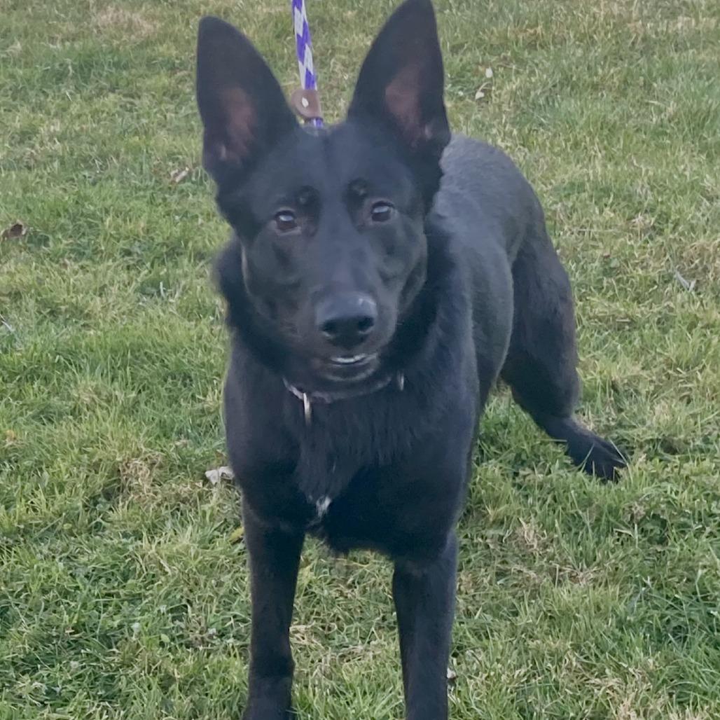 Lilly, Adoptable, Young Female German Shepherd Dog.