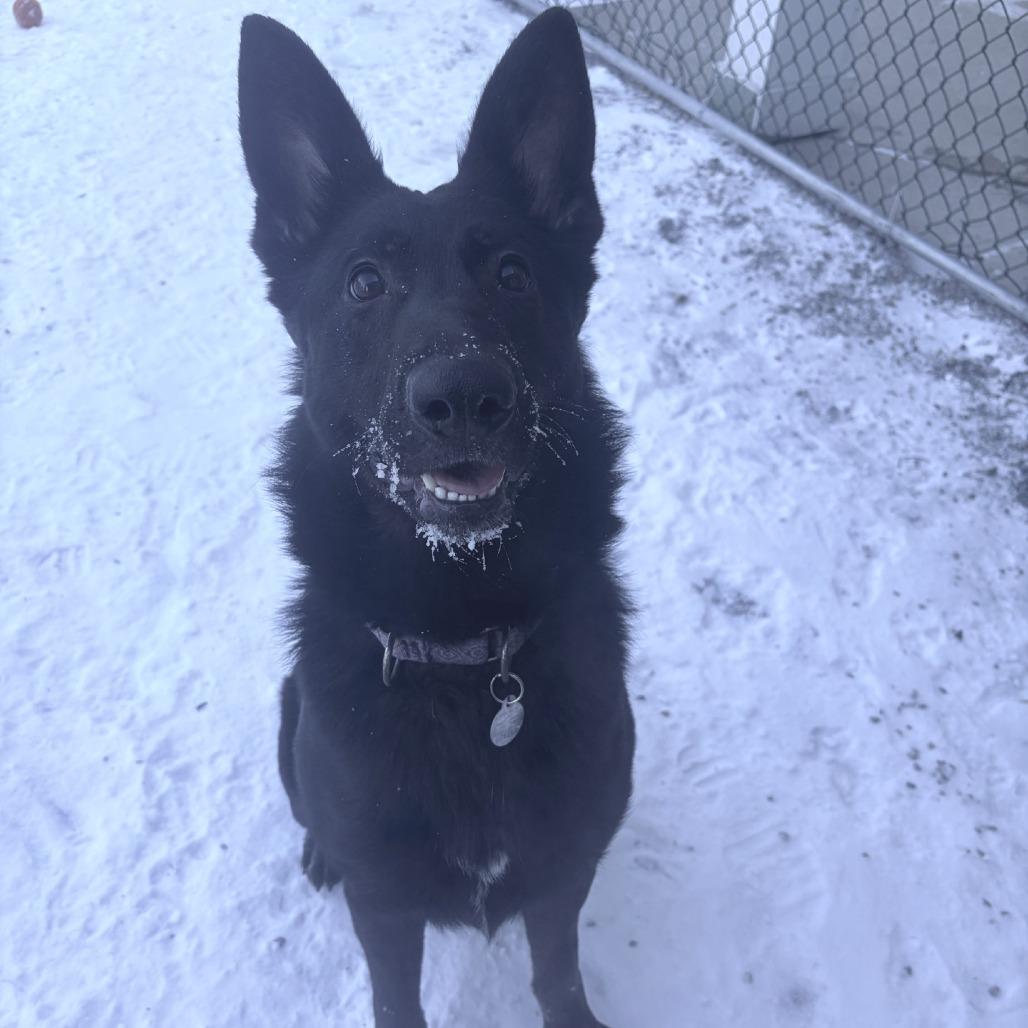 Lilly, a Adoptable German Shepherd Dog in Pittsford, VT image 3/3