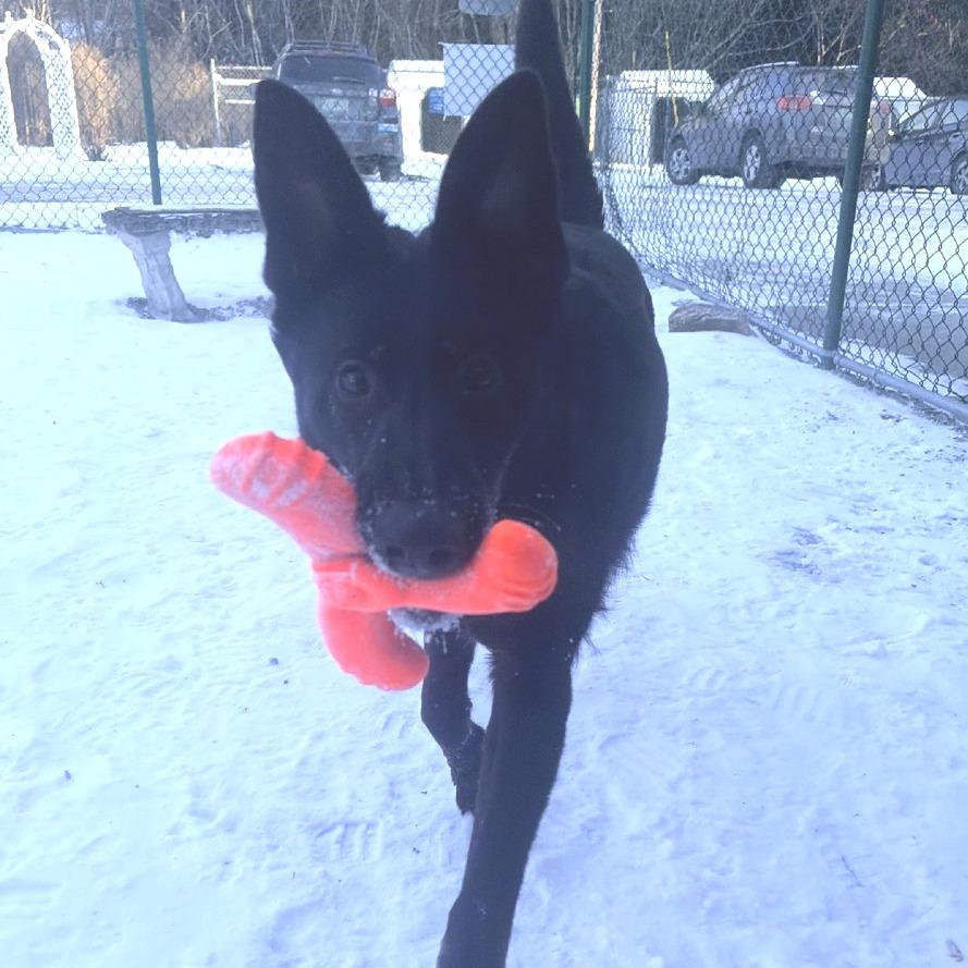 Enlarge Lilly, a Adoptable German Shepherd Dog in Pittsford, VT image 2/2