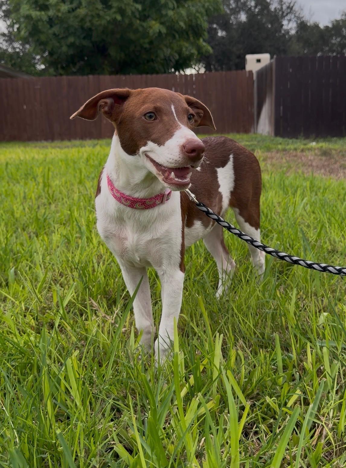 Enlarge Gracie, a Adoptable mixed breed in Pittsburgh, PA image 4/5