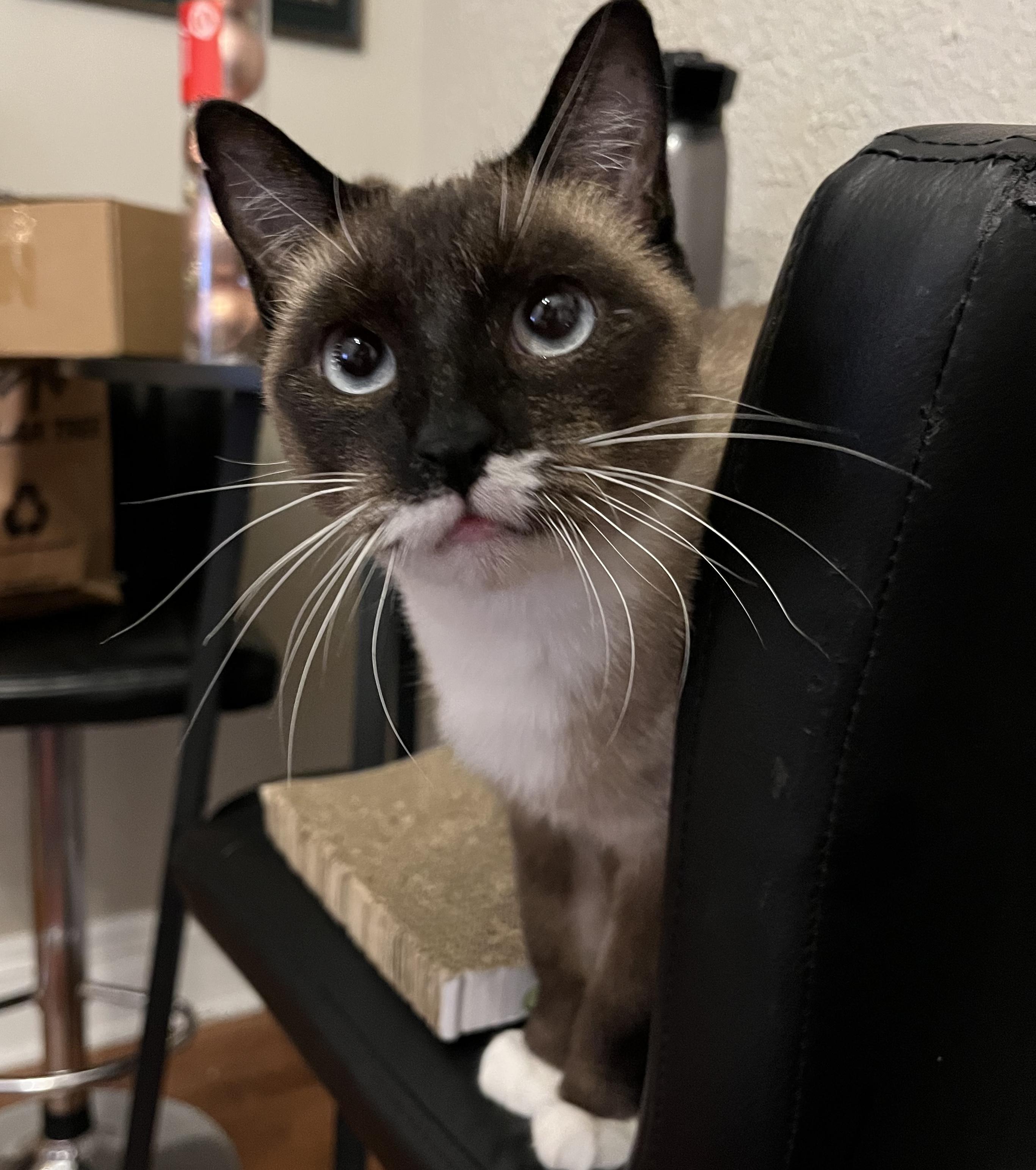 Joanne, an adopted Snowshoe in Pittsburgh, PA image 1/4