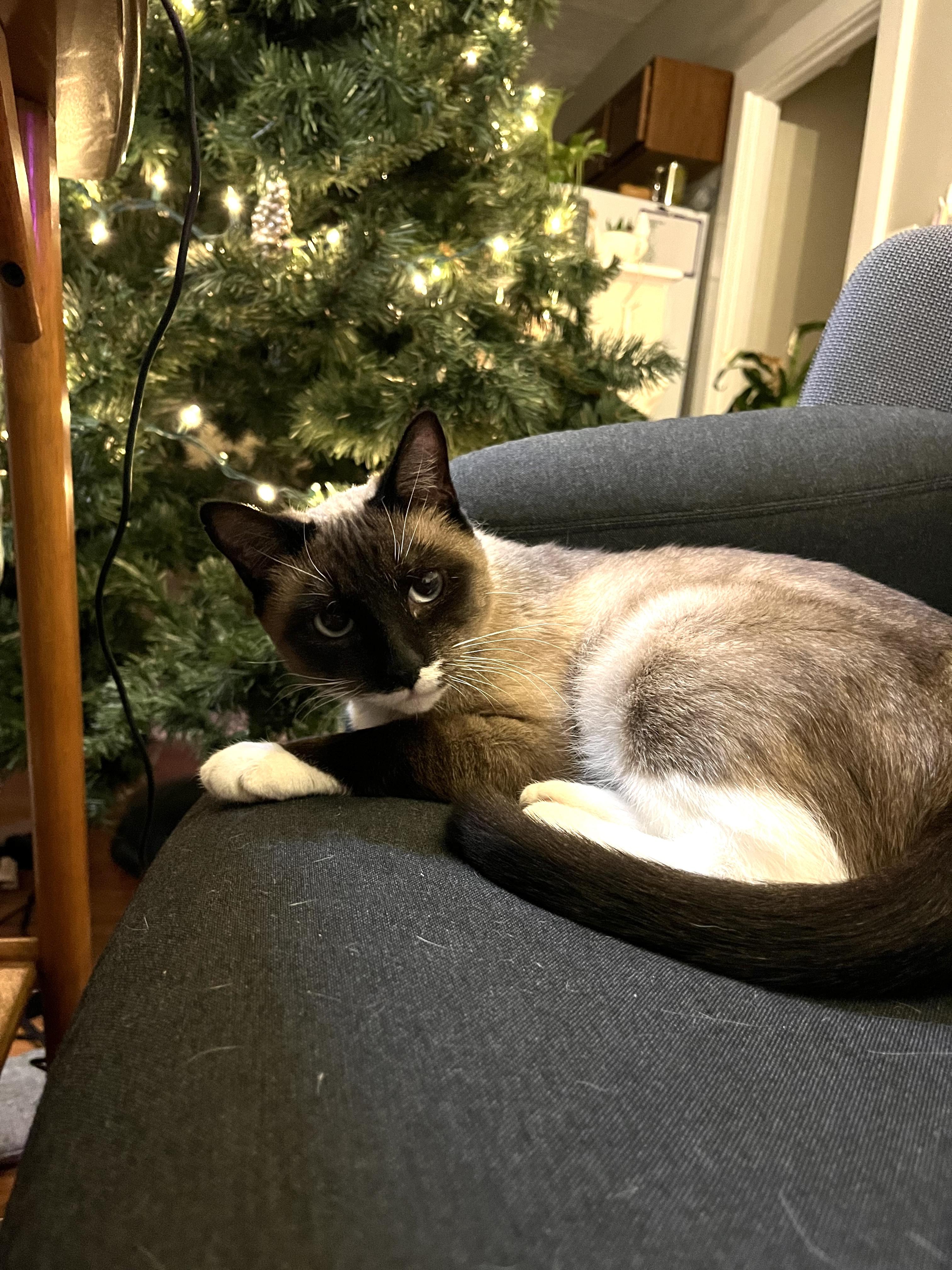 Joanne, an adopted Snowshoe in Pittsburgh, PA image 3/4