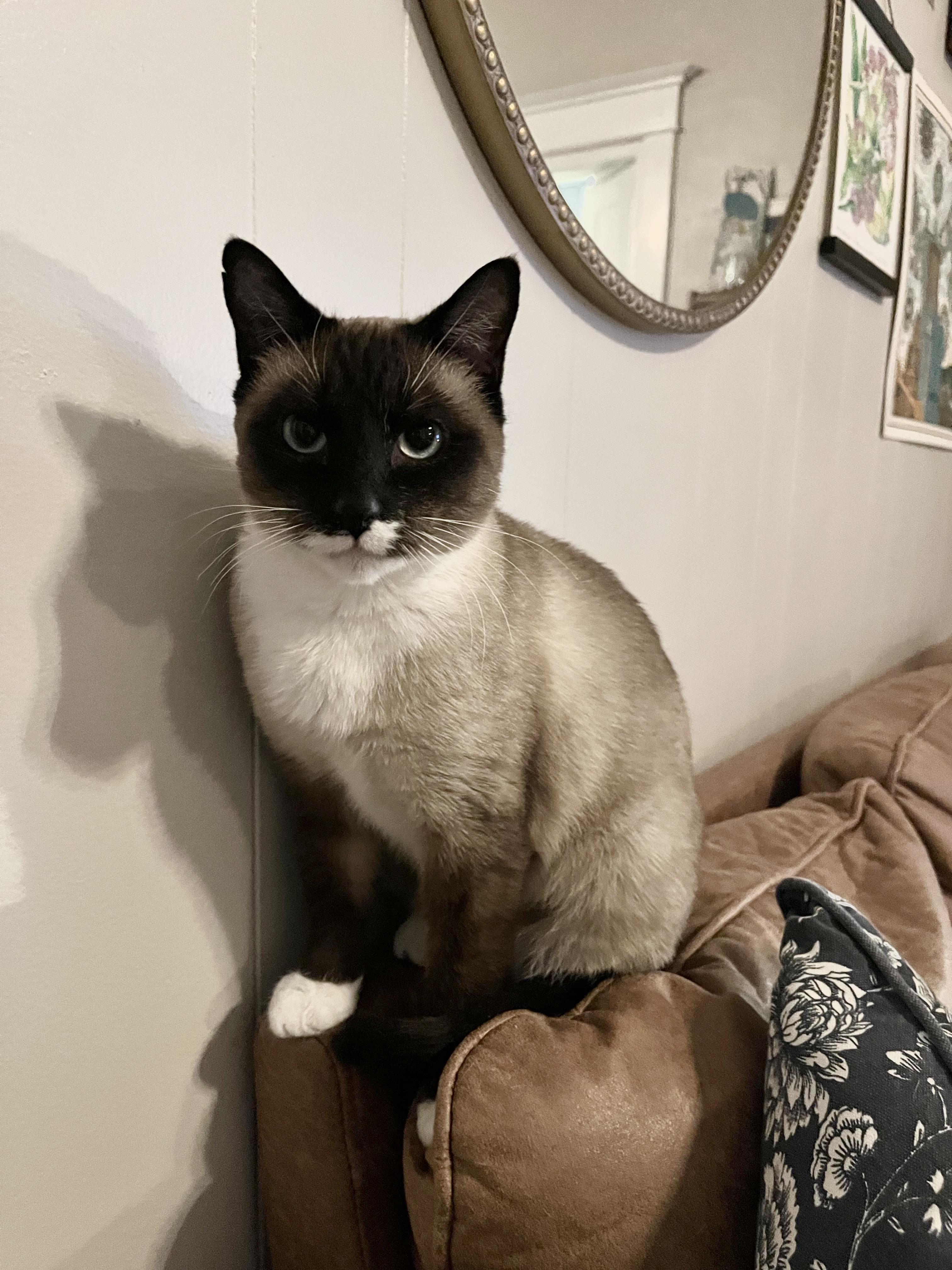 Joanne, an adopted Snowshoe in Pittsburgh, PA image 4/4