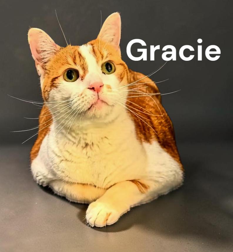 Gracie, a Adoptable Domestic Short Hair in Newport News, VA image 2/3