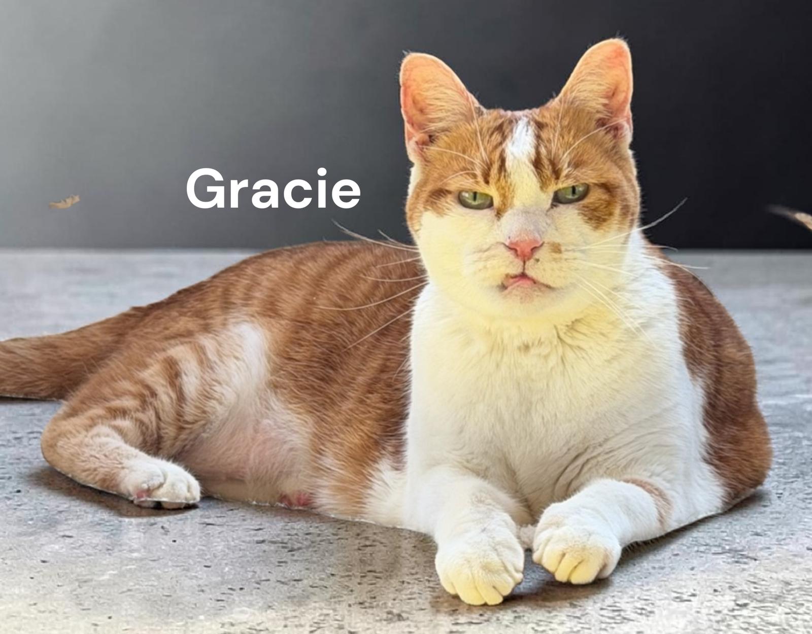 Gracie, Adoptable, Adult Female Domestic Short Hair.