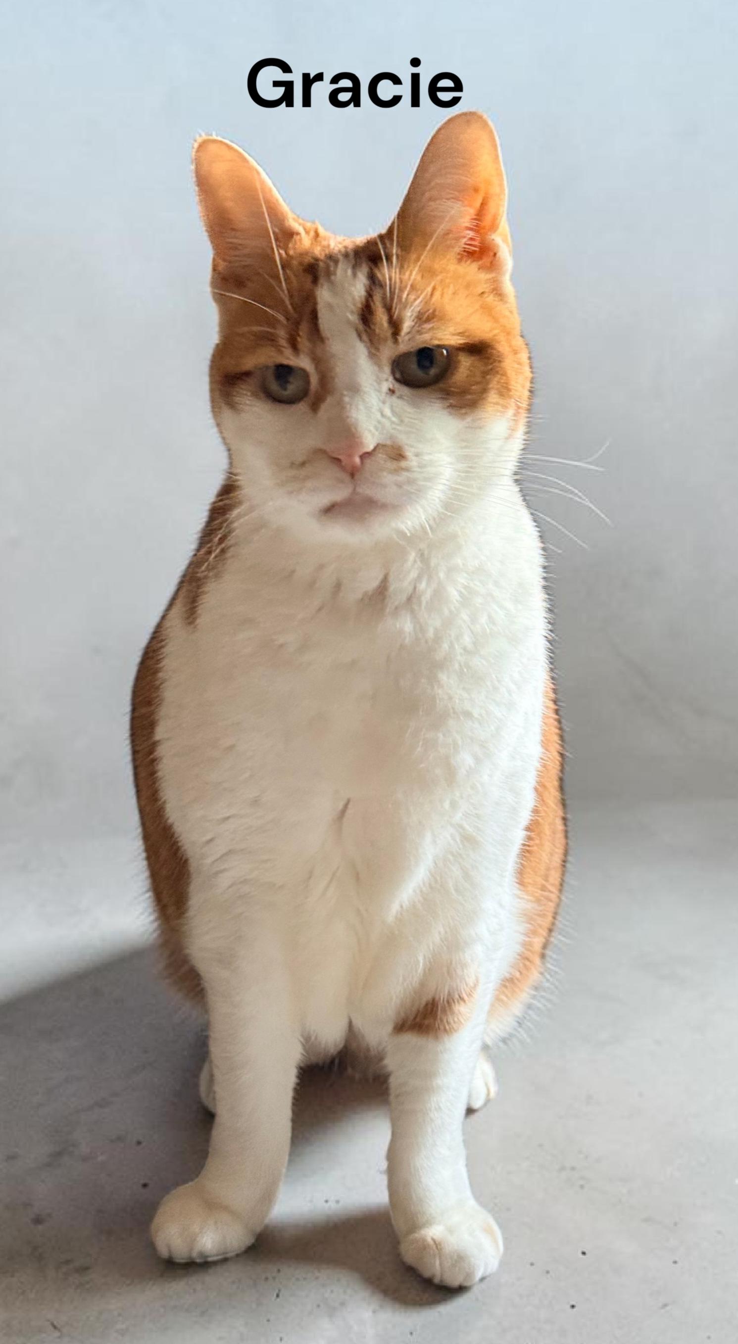 Gracie, a Adoptable Domestic Short Hair in Newport News, VA image 3/3
