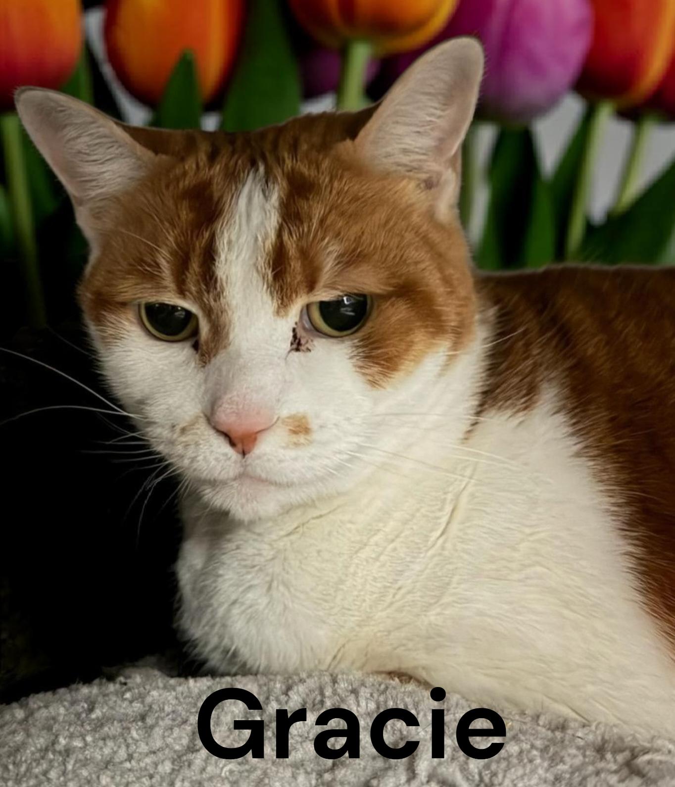 Enlarge Gracie, a Adoptable Domestic Short Hair in Newport News, VA image 1/1