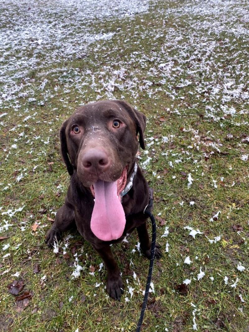 Buck, Adoptable, Young Male Chocolate Labrador Retriever & Mixed Breed.