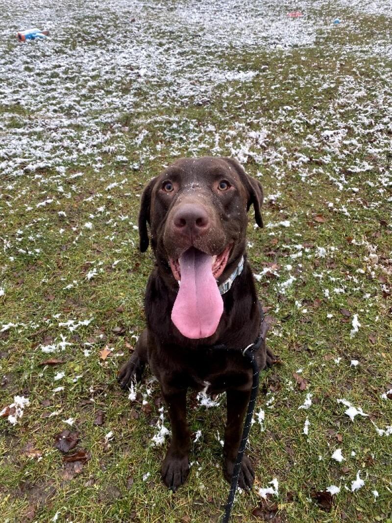 Buck, a Adoptable mixed breed in Cortland, NY image 4/6