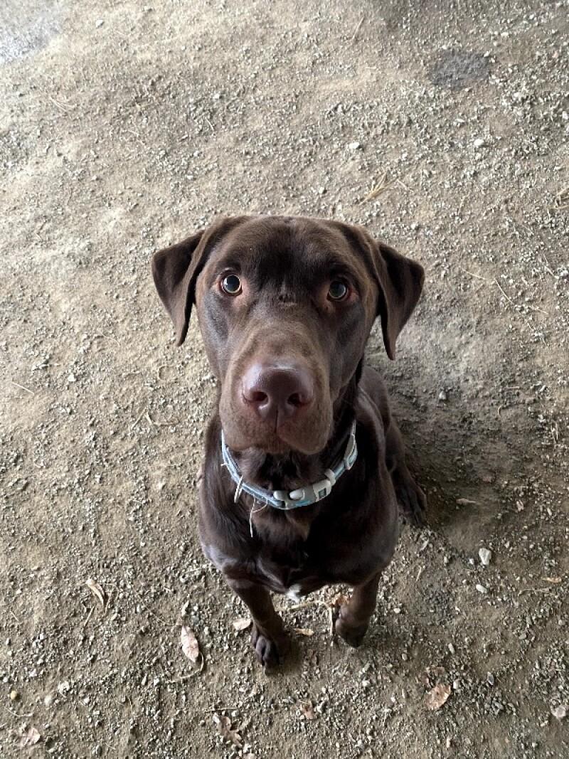 Buck, a Adoptable mixed breed in Cortland, NY image 5/6