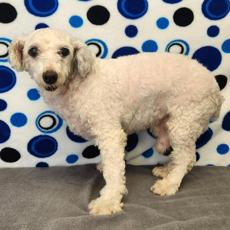 Wyatt, ADOPTABLE, Adult Male Poodle.