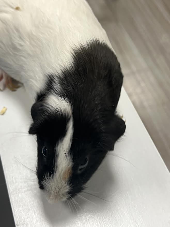 Enlarge Luci & Nibbler, a Adoptable Guinea Pig in South Elgin, IL image 1/6