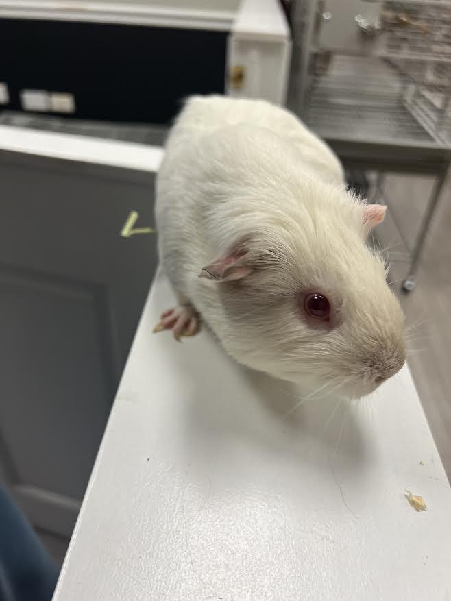 Enlarge Luci & Nibbler, a Adoptable Guinea Pig in South Elgin, IL image 2/6