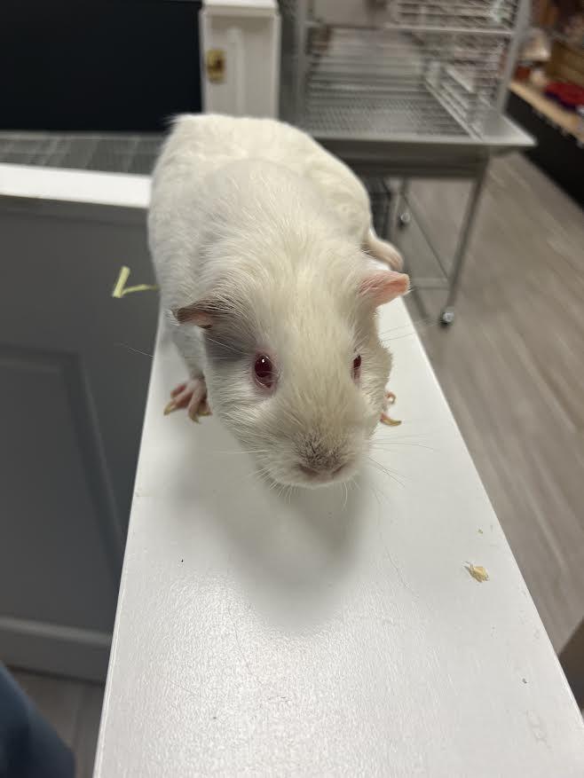 Enlarge Luci & Nibbler, a Adoptable Guinea Pig in South Elgin, IL image 3/6