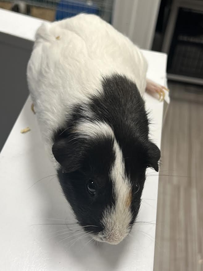 Enlarge Luci & Nibbler, a Adoptable Guinea Pig in South Elgin, IL image 4/6