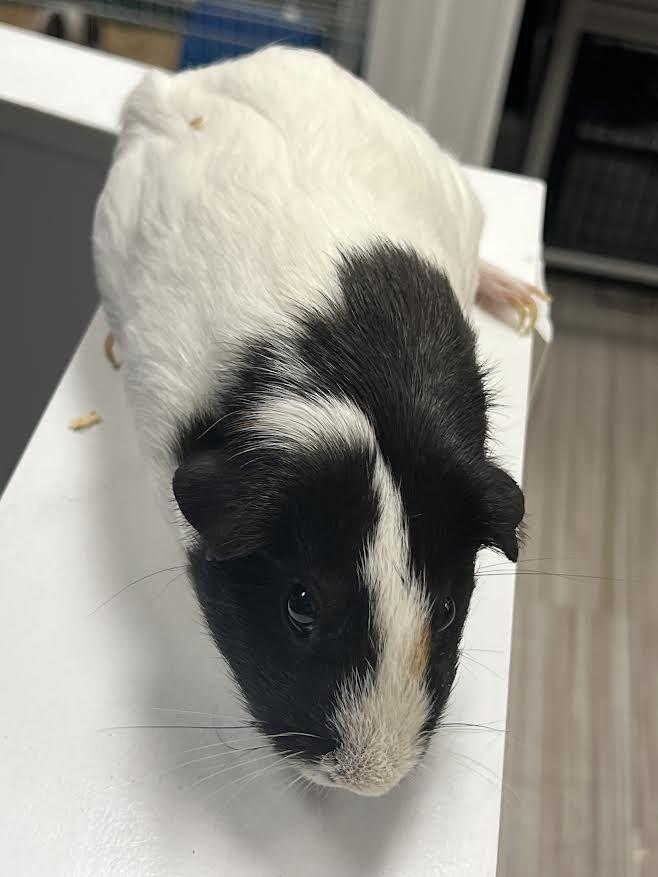 Enlarge Luci & Nibbler, a Adoptable Guinea Pig in South Elgin, IL image 5/6