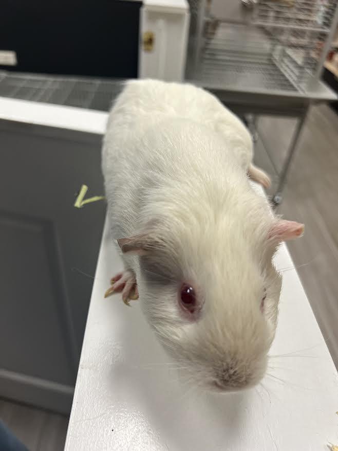 Enlarge Luci & Nibbler, a Adoptable Guinea Pig in South Elgin, IL image 6/6