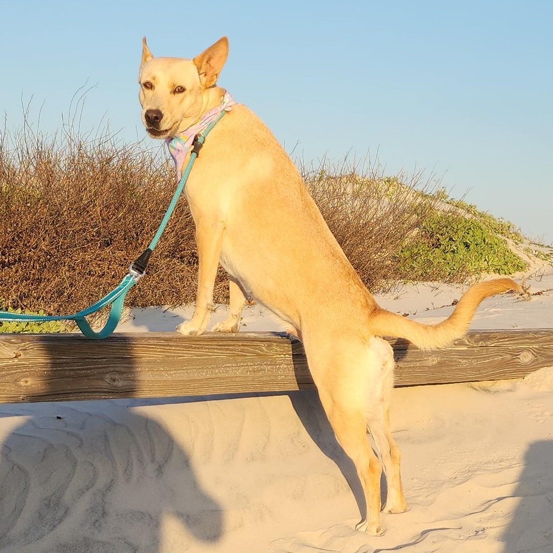 Enlarge Maddie, a Adoptable mixed breed in Providence, RI image 6/6