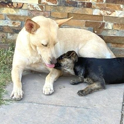 Enlarge Maddie, a Adoptable mixed breed in Providence, RI image 2/6