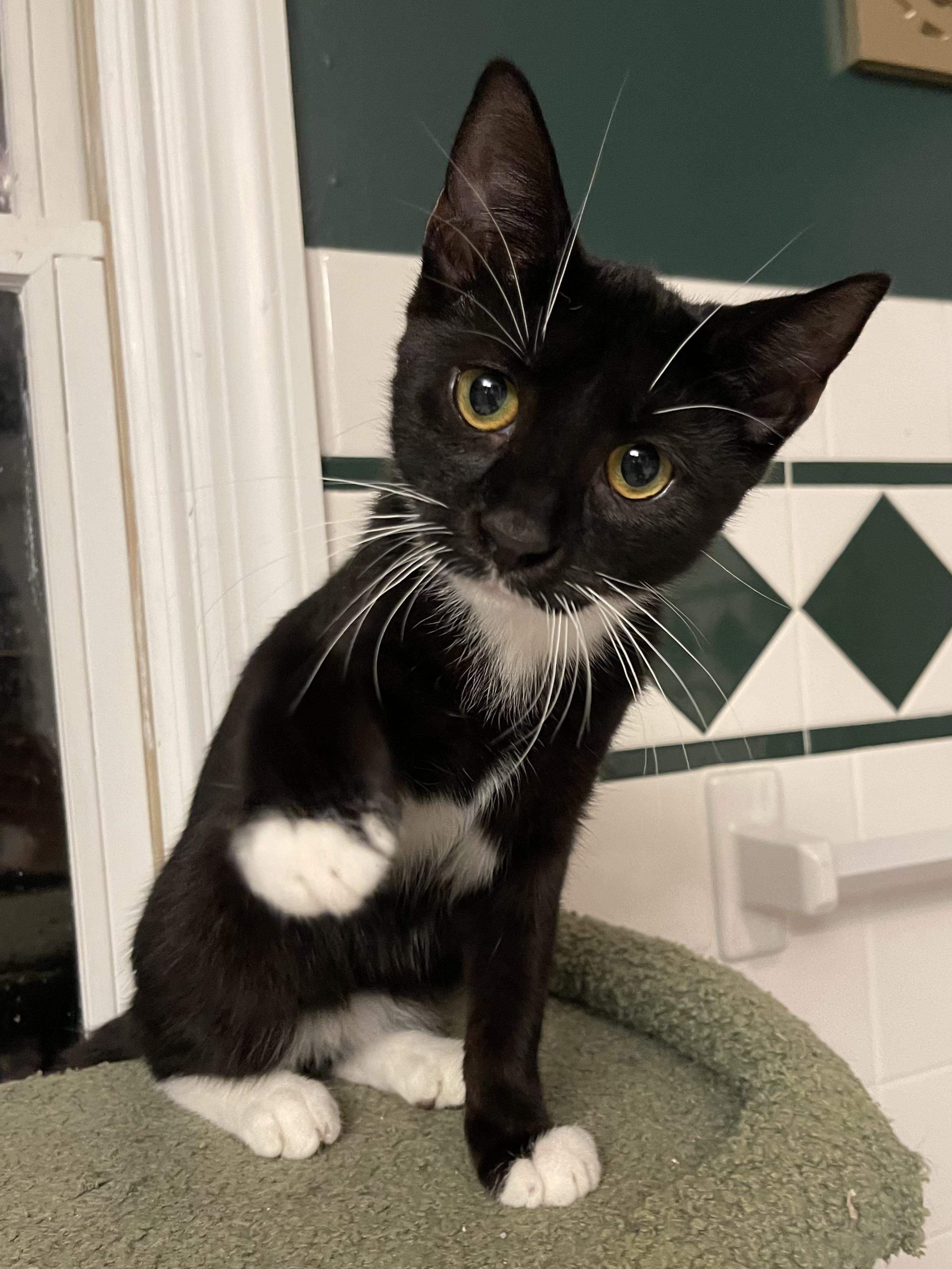 Enlarge Tuxie, a Adoptable Domestic Short Hair in LAKE HOPATCONG, NJ image 1/1