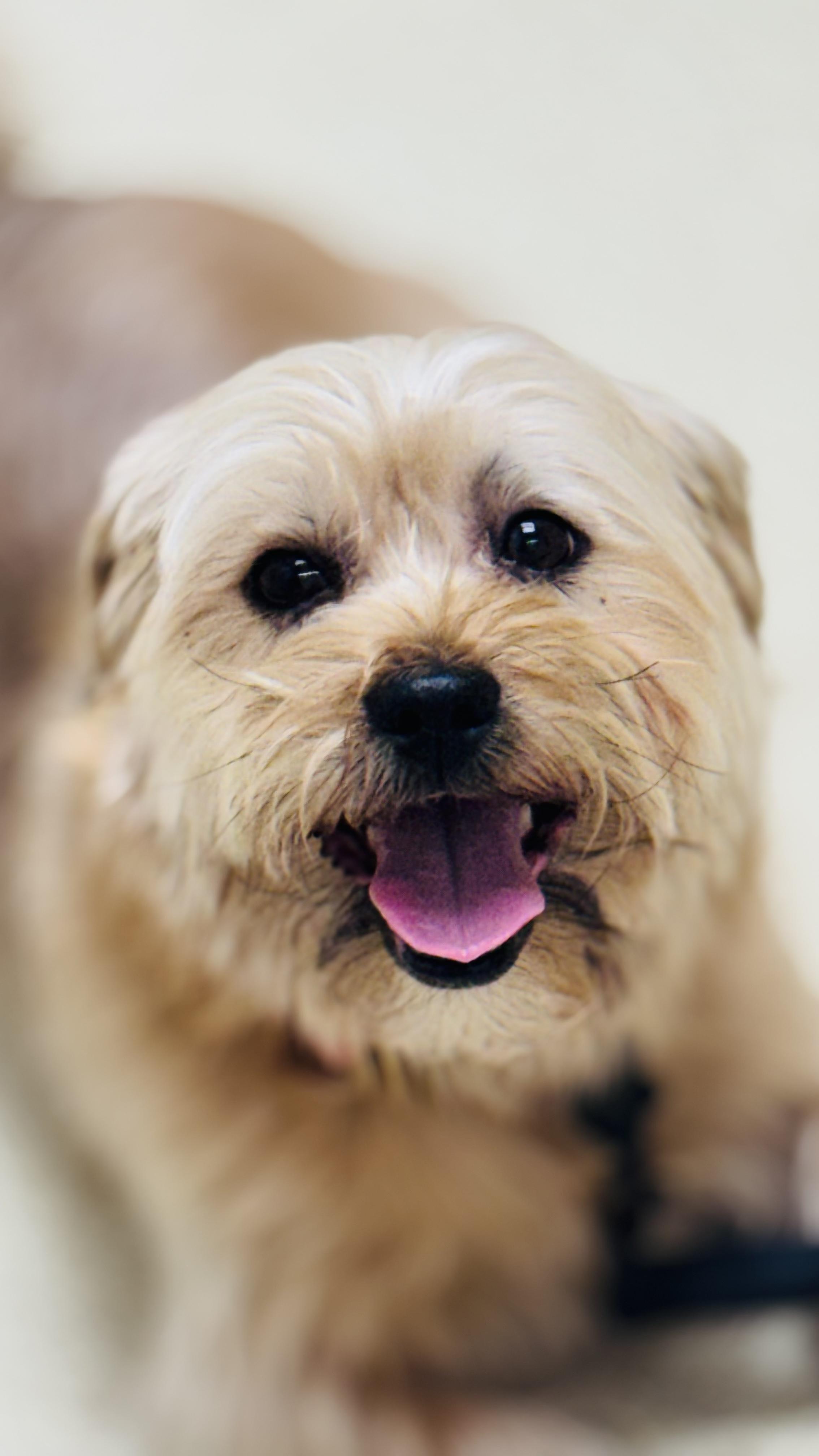 Enlarge Zeus, a ADOPTABLE mixed breed in Woodlawn, TN image 6/6