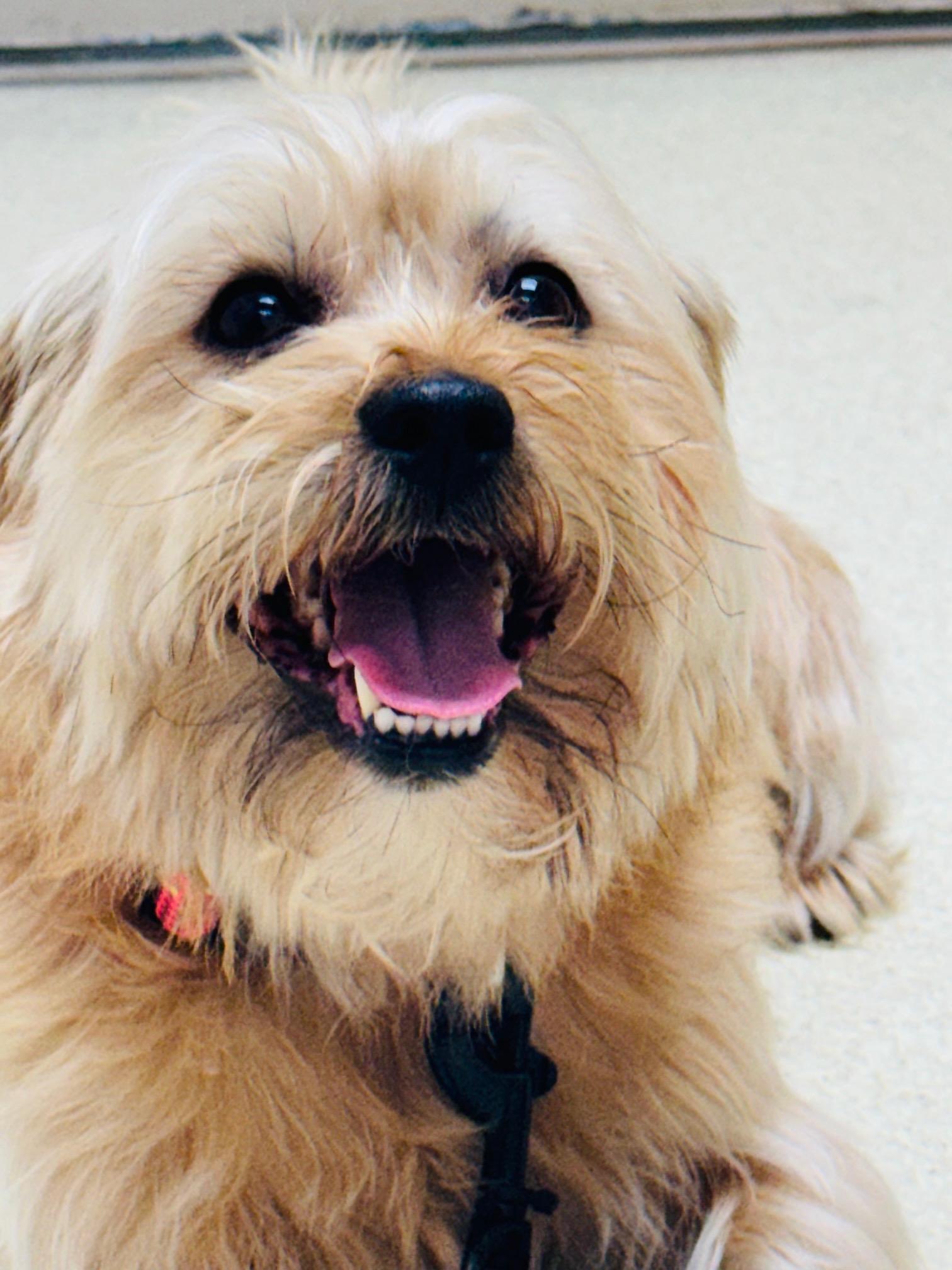 Enlarge Zeus, a ADOPTABLE mixed breed in Woodlawn, TN image 1/6