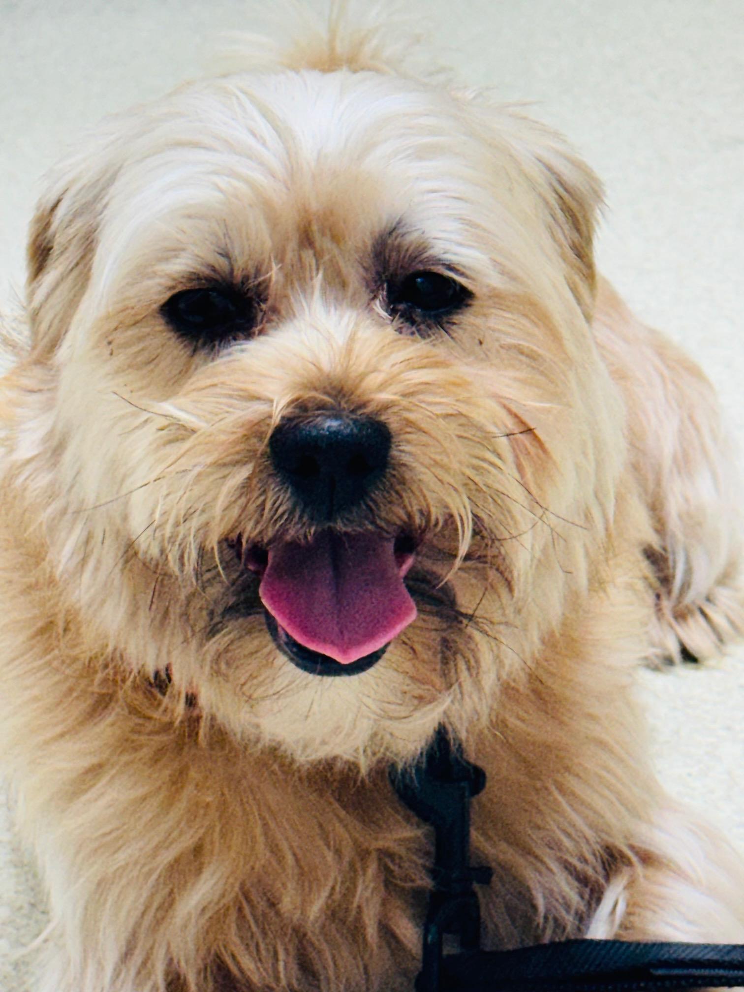 Enlarge Zeus, a ADOPTABLE mixed breed in Woodlawn, TN image 4/6