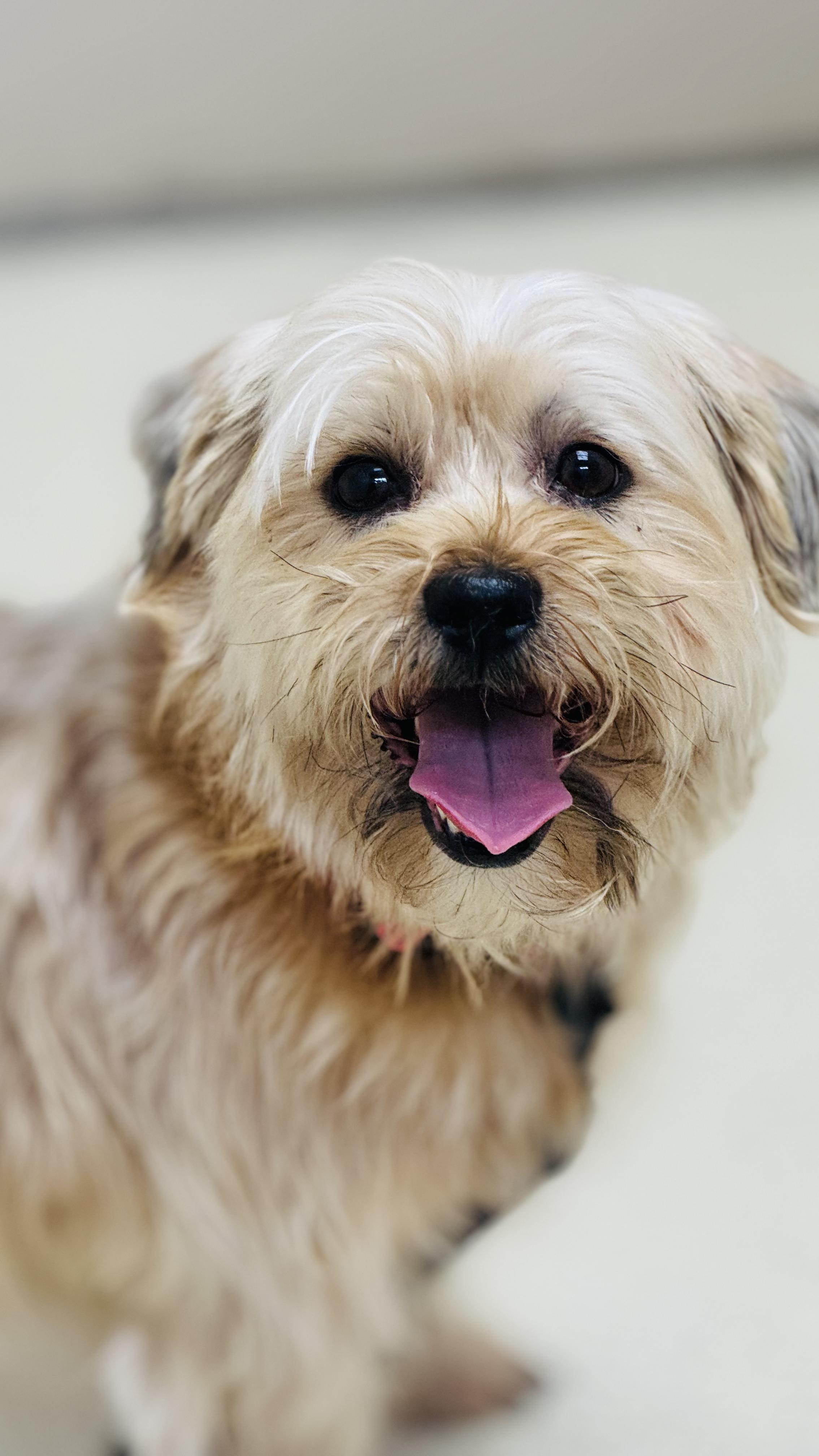 Enlarge Zeus, a ADOPTABLE mixed breed in Woodlawn, TN image 5/6