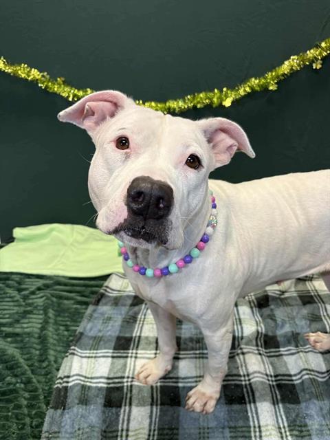 QUEENIE, Adoptable, Adult Female Pit Bull Terrier.