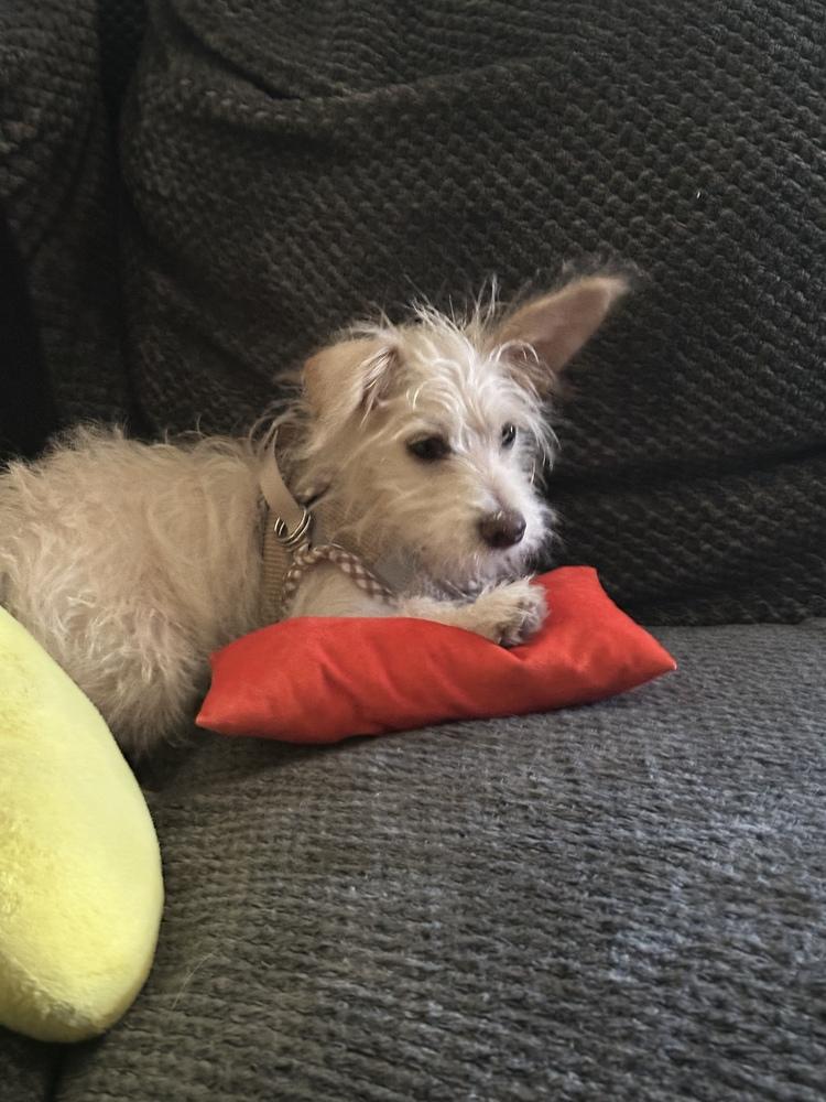 Coconut, an adopted mixed breed in Commerce City, CO image 6/6