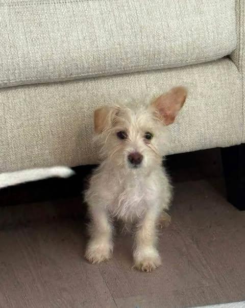 Coconut, adopted, Puppy Male Terrier.