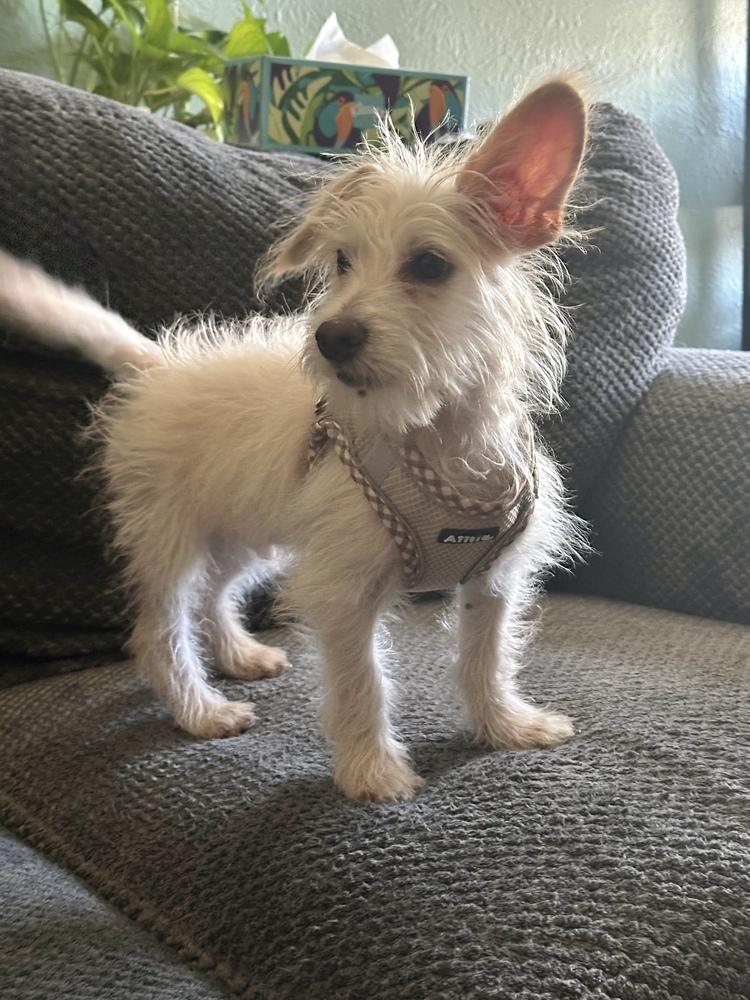 Coconut, an adopted mixed breed in Commerce City, CO image 2/6