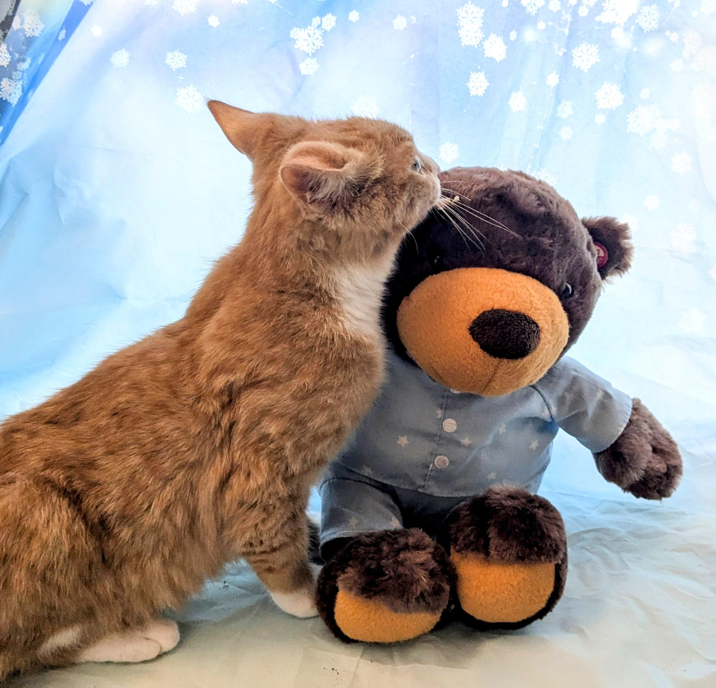 Enlarge Rusty, a Adoptable Domestic Short Hair in Chesapeake Beach, MD image 3/5